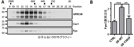 GPRC5BはFynと結合し、Fynの活性を上昇させるの図