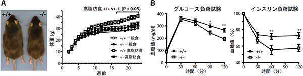 GPRC5B遺伝子欠損マウスは肥らず、高いインスリン感受性を示すの図