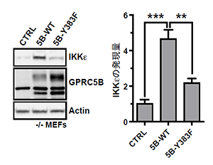 GPRC5BとFynの結合はIKKεの発現を上昇させるの図