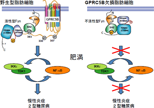 GPRC5Bによる脂肪組織慢性炎症の制御機構の図