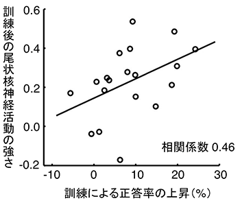 訓練による正答率の上昇と訓練後の尾状核神経活動の強さの相関の図