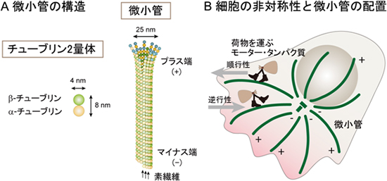 微小管の構造と物質輸送の図