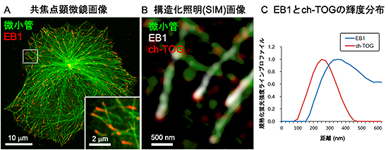 微小管プラス端集積因子(+TIPs)の局在の図