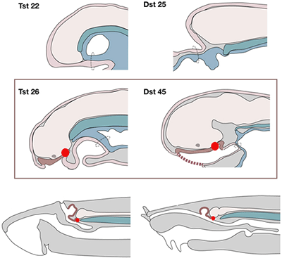 ヤツメウナギ（左）とヌタウナギ（右）の発生段階の図