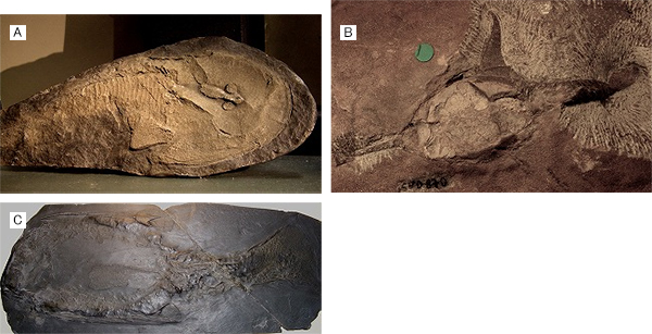 無顎類化石（顎はまだないが、円口類と分かれた後の顎口類の系統に属する無顎類）の画像
