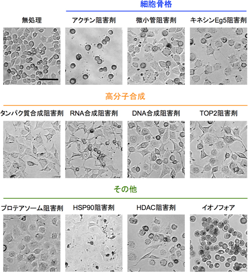 srcts-NRK細胞は薬剤の作用に応じて多彩な形態変化を示すの図