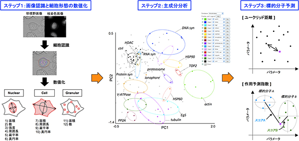 モルフォベースプロファイリングによる標的分子予測の流れの図