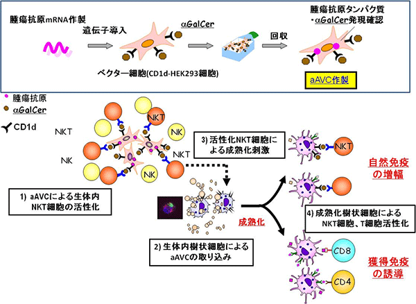 ヒト型人工アジュバントベクター細胞の作製と作用メカニズムの図