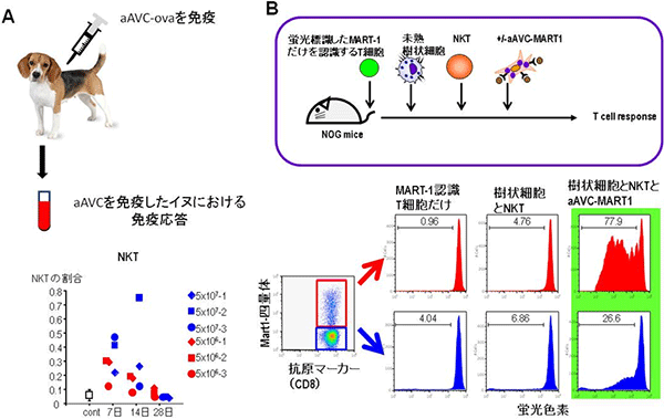 ヒト細胞におけるaAVCの評価の図