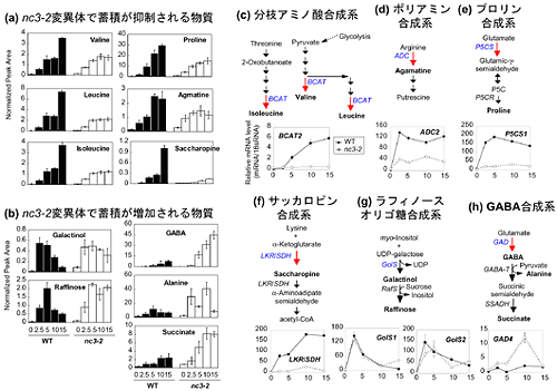 乾燥ストレス下の野生型およびnc3-2変異体における メタボロームとトランスクリプトームの統合解析の図