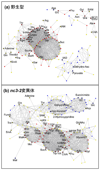 野生型（a）とnc3-2変異体(b)の代謝物質相関関係の図