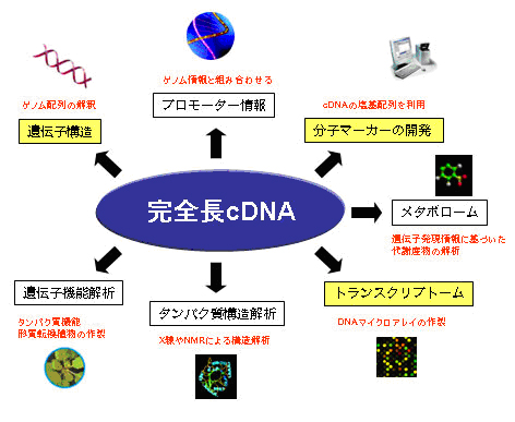 完全長cDNAはポストゲノム研究の要となるの図