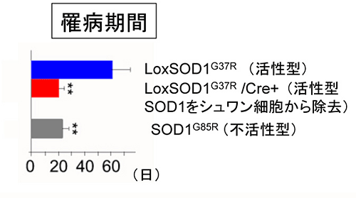 シュワン細胞から活性型変異SOD1（SOD1G37R）を除去したマウスの罹病期間の図