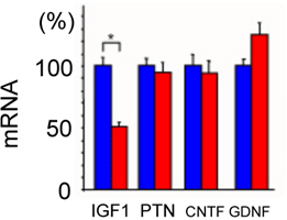 シュワン細胞における神経栄養因子の遺伝子発現(mRNA）の比較の図