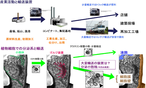 産業活動と植物細胞中での分泌系の対比と、大量輸送に関する分泌小胞塊の図