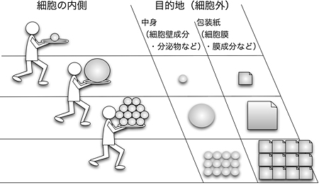 小胞塊での輸送の利点。の図