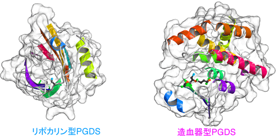 リポカリン型PGDSと造血器型PGDSの立体構図の画像