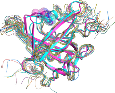 リポカリン型PGDSの構造の重ね合わせの図