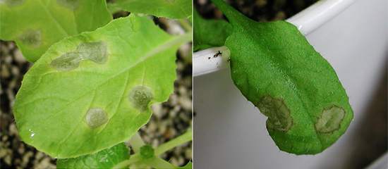アブラナ科野菜類炭疽病菌を接種したハクサイ(左)とシロイヌナズナ(右)の画像