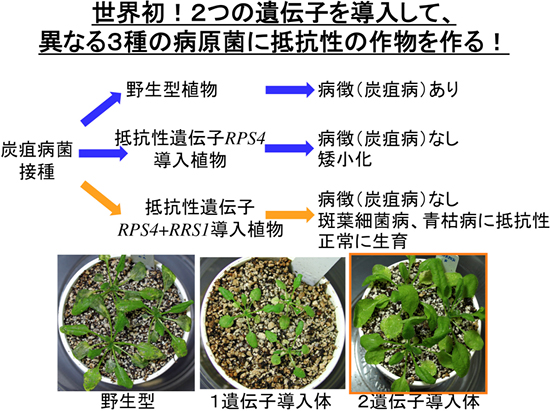 世界初!2つの遺伝子を導入して、異なる3種の病原菌に抵抗性の作物を作る!の図