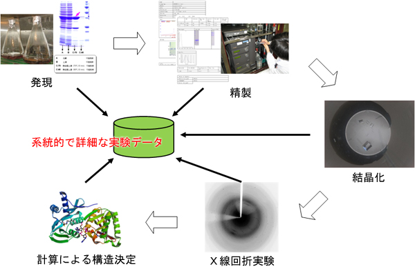 タンパク質結晶構造解析の流れと実験データの図