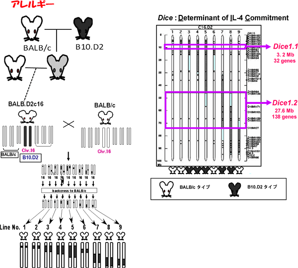 アレルギー体質と関連する遺伝子はマウスでは16番染色体に存在するの図