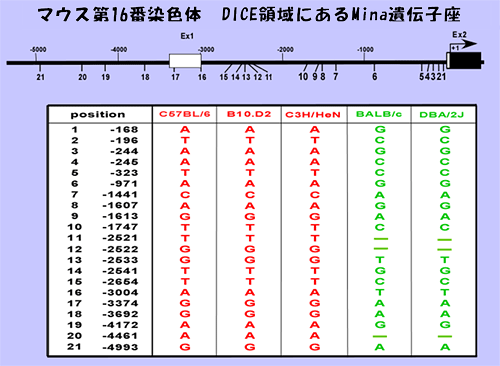 アレルギー体質とMina遺伝子の多型の図