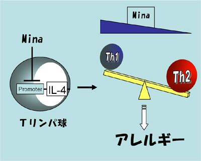 Minaによるアレルギー体質の制御の図