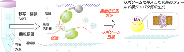 試験管内で膜タンパク質を正しく合成する様子の模式図の画像