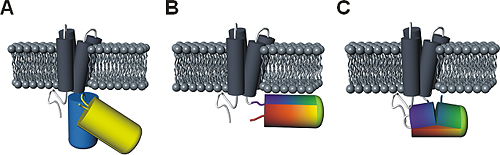 主な電位感受性蛍光タンパク質の構造比較の図