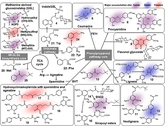 シロイヌナズナが生合成・蓄積する二次代謝産物の構造の図