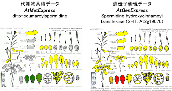 代謝物蓄積データと遺伝子発現データの図