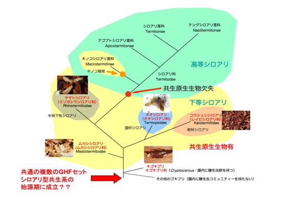 シロアリの系統樹と今回用いたシロアリ（赤字）の図