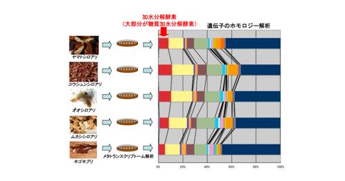 各種シロアリ腸内共生系のメタトランスクリプトーム解析の図