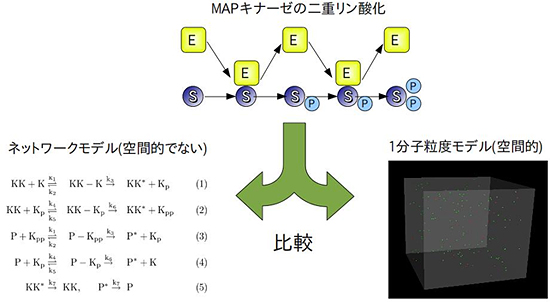 MAPK系のシミュレーションの図