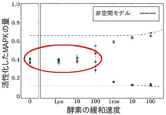 MAPKシミュレーションの結果の図