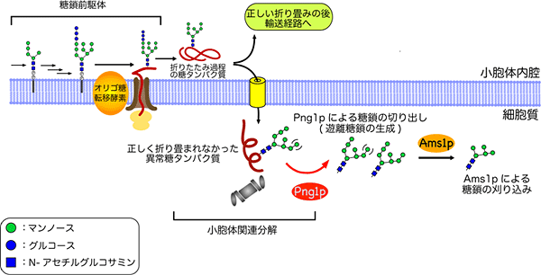 今回明らかになった、出芽酵母の遊離糖鎖生成経路の図