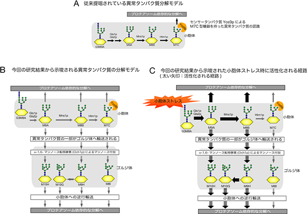 異常糖タンパク質の分解モデルの多様性の図