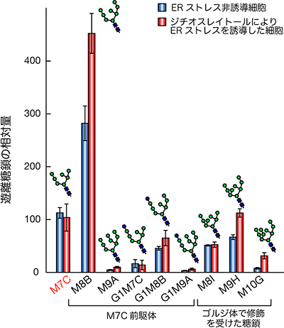 ERストレス誘導時の各糖鎖構造の定量データの図