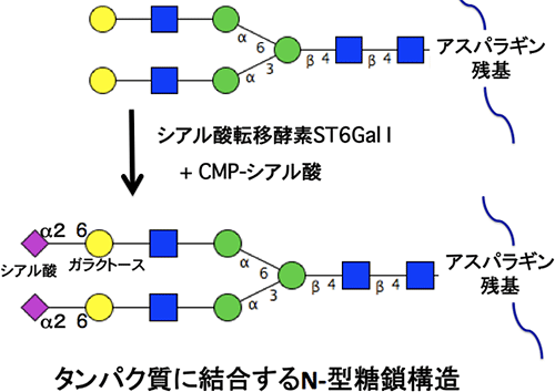 α2,6-シアル酸構造式の図