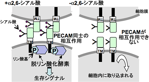 血管内皮細胞内での働きの図