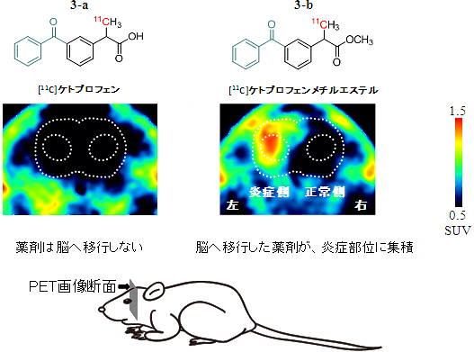 脳内炎症ラットを用いたPETイメージングの図