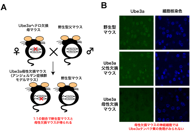 マウス視覚野におけるUbe3aの母性発現の図