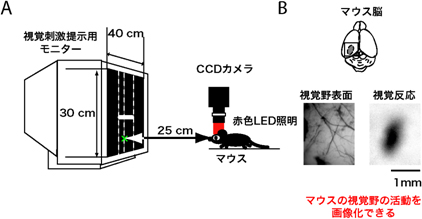 内因性シグナル光学イメージングによる視覚野活動の画像化の図