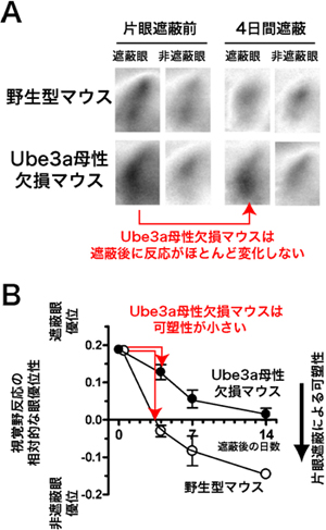 Ube3a母性欠損マウスの視覚野における臨界期可塑性の障害の図