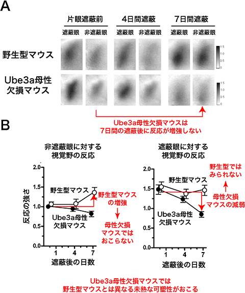 臨界期終了後のUbe3a母性欠損マウスの視覚野の可塑性の図