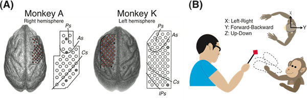 慢性留置型ECoG電極を用いた脳神経活動記録とサルのモーションキャプチャ記録の図