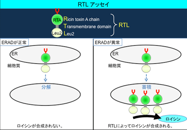 RTL法の原理の図