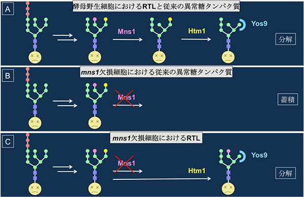 Mns1欠損細胞における従来の異常タンパク質の分解とRTL分解の図