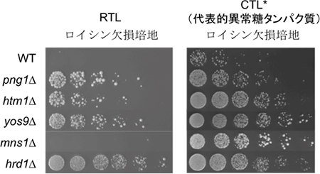 RTL法（Mns1はRTLの分解に関与しない。）の図